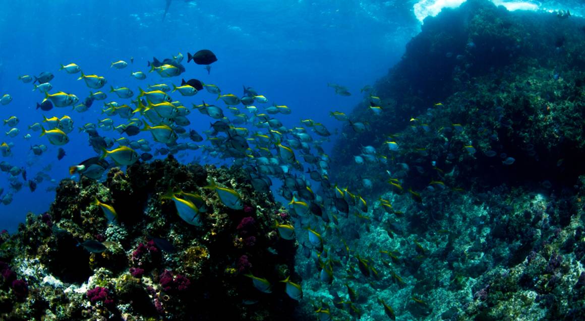 Sea Turtle Snorkel Tour at Julian Rocks