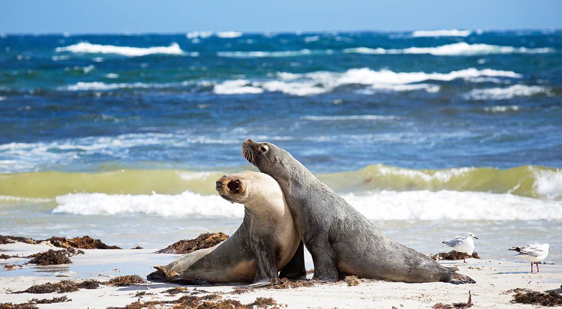 kangaroo island wildlife tour