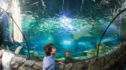 Marine Biologist for the Day at Sea Life Sydney Aquarium
