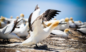 Iconic New Zealand experiences