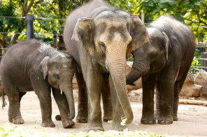 Exciting animal encounters 