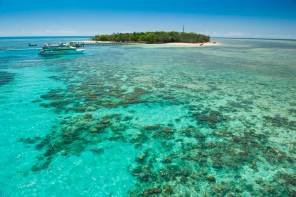 Turtle hatching season on the Great Barrier Reef