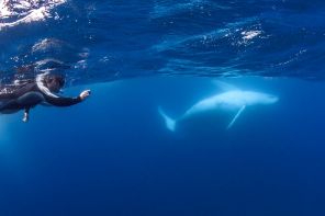 Swim with humpback whales