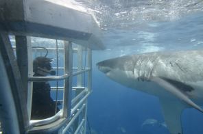 Great White Shark observing