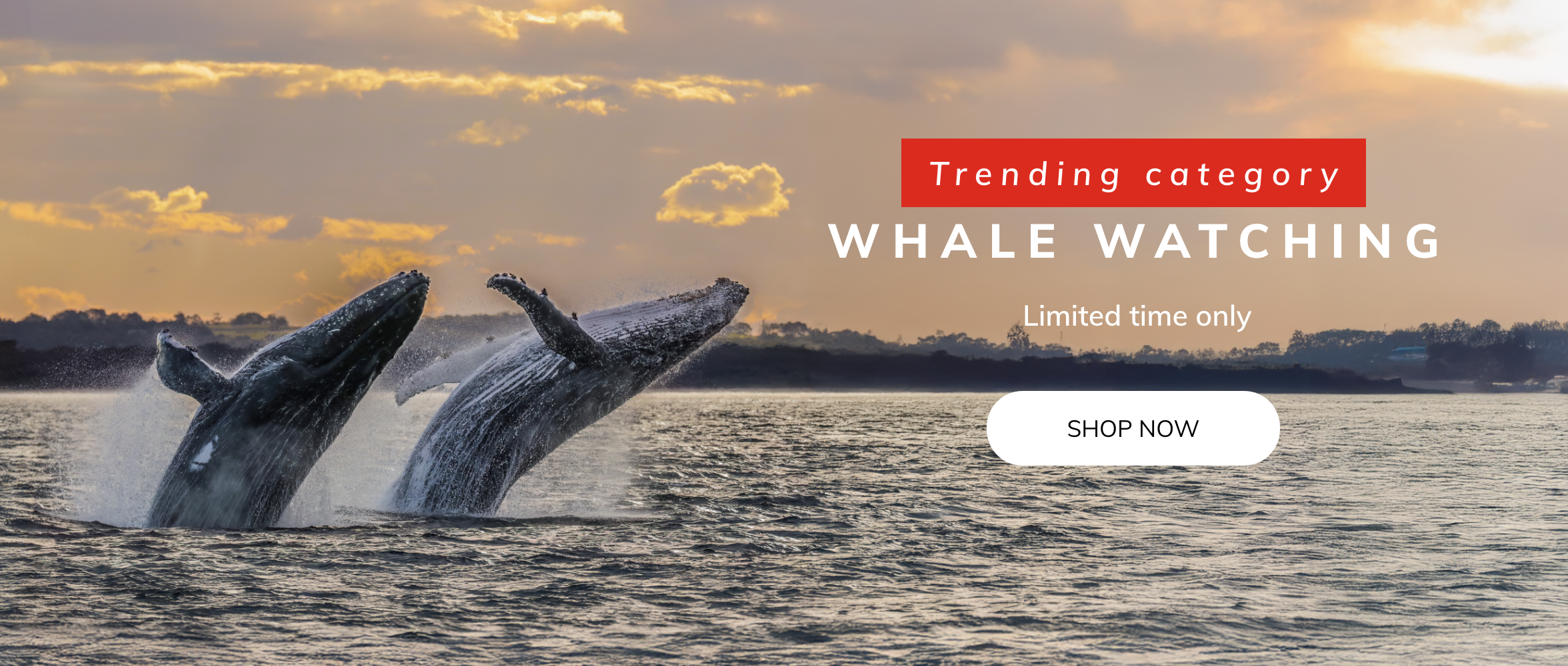 whale-watching
