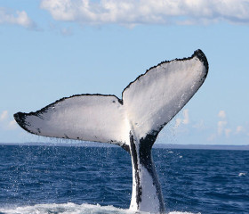 whale watching victoria