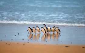 Phillip Island penguin parade