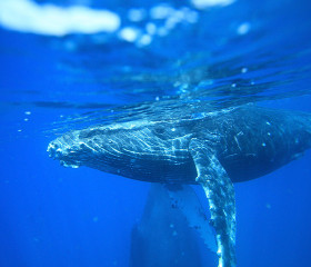 Whale Watching Whale Watching Deals Redballoon