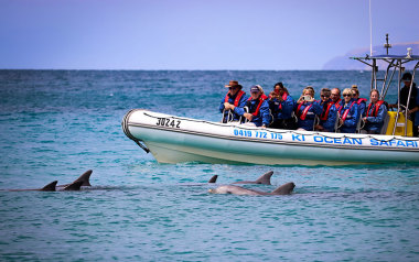 Kangaroo Island swim with dolphins or seals