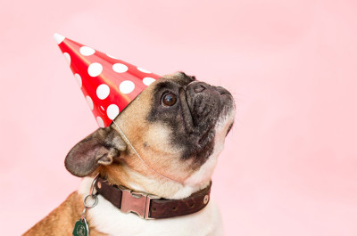 Dog wearing party hat