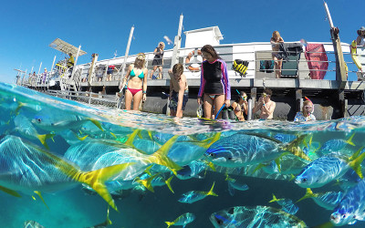 Great Barrier Reef Cruise with Snorkelling