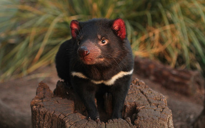 Tasmanian devil