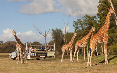 Open vehicle safari at Werribee Zoo