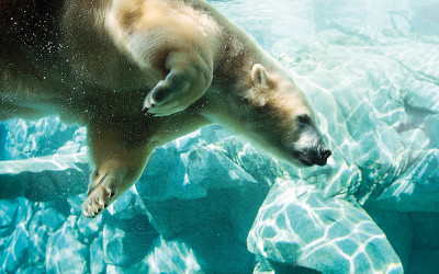 Polar bear at Sea World, Gold Coast