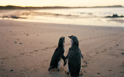 Penguin Parade, Phillip Island