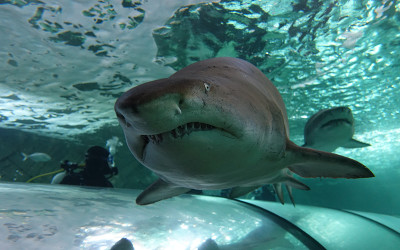 Shark dive SEA LIFE Sydney Aquarium