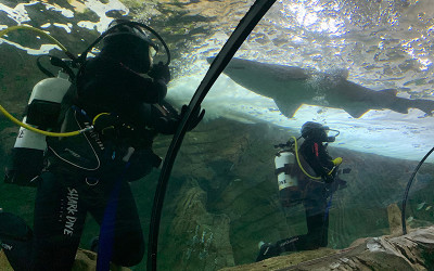 Shark dive SEA LIFE Sydney Aquarium