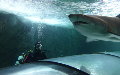 Shark dive SEA LIFE Sydney Aquarium