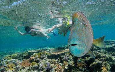 Snorkelling in the Great Barrier Reef