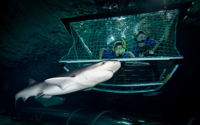 Shark snorkeling in a cage