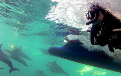 Swim with wild dolphins Port Stephens