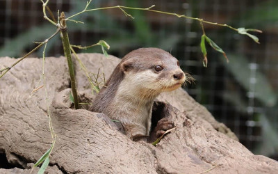 Otter at Gorge Wildlife Park South Australia