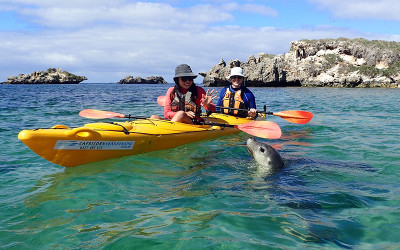 Kayaking at seal and penguin island Western Australia