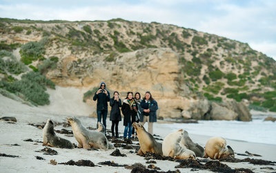 Kangaroo Island wildlife tour
