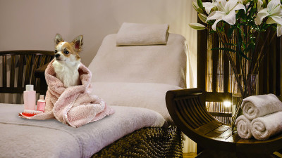 day spa with your pet