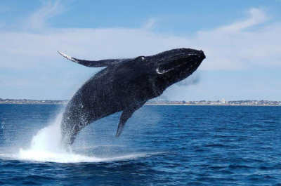 fremantle_whale_watching