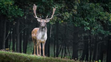 Dansa fram din Fylgja