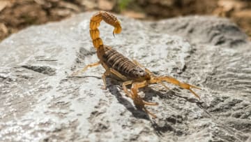 Skorpionen 2024: Utforska Djupet av Livets Möjligheter