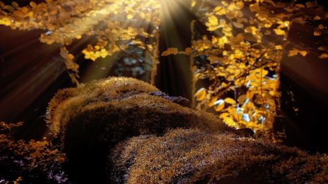 Az őszi erdő hívása – a csend gyógyító ereje