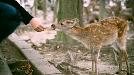 Az állatok érzékelése az emberi energiákra