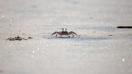 RÁK jegyű gyermek jellemének árnyoldalai
