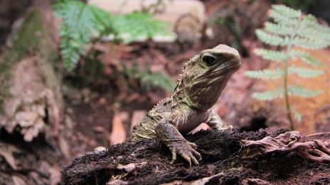 Tuatara