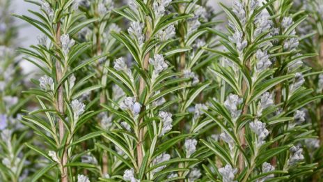 Rosmarin og åndeverden