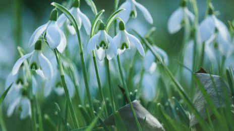 Alvene og snøklokken