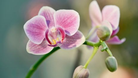 Medzi mýtom a realitou ktoré pretrvalo stáročia