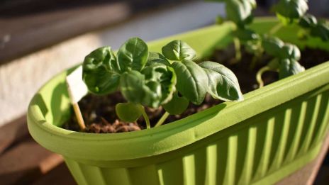 Rostliny dlouhověkosti