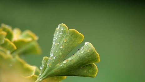 Rozchodnice růžová