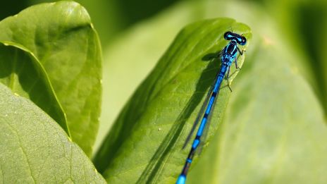 Význam vážky V přírodě