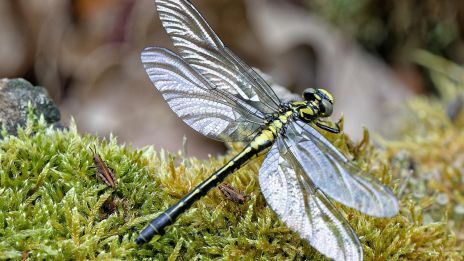 Zajímavosti o vážkách