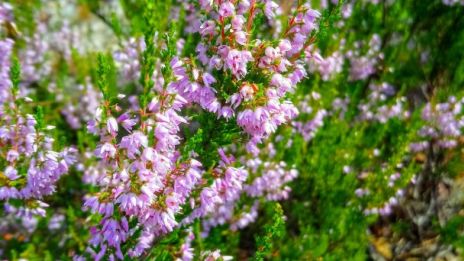 I runornas hemlighetsfulla rike