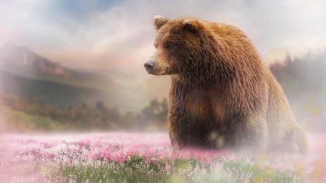 Björnens Kraftdjur – Styrka, vila och mod