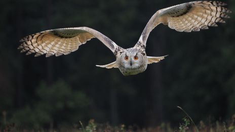 Djurens budskap i våra drömmar