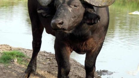 Buffelns personlighet