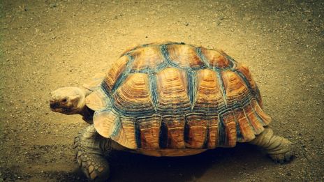 Dagens kraftdjur – Landsköldpadda
