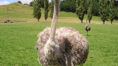 Dagens kraftdjur- Struts