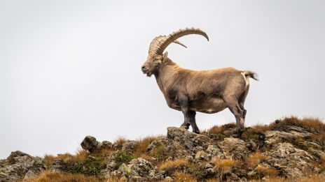 Stenbockens klippa i Hästens år: En stadig kurs genom 2026